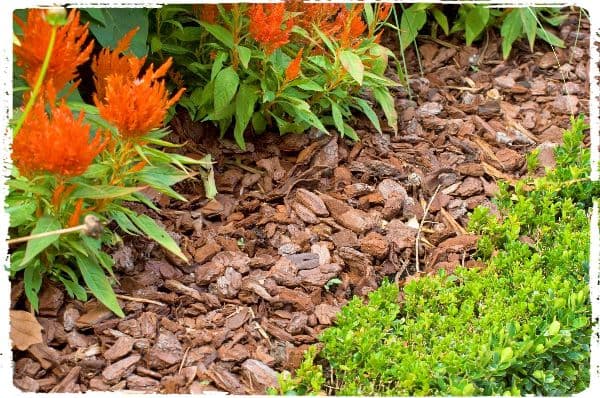 Mulch much more!