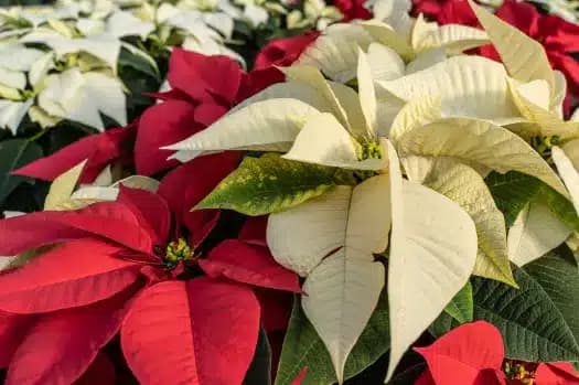 Nothing says Christmas like a Poinsettia