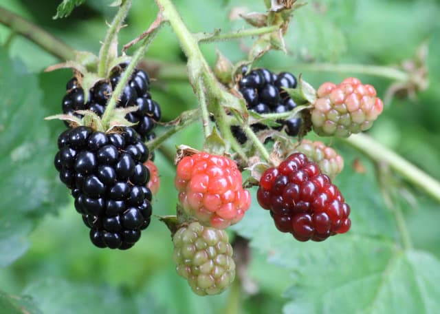 Grow your own berries this summer