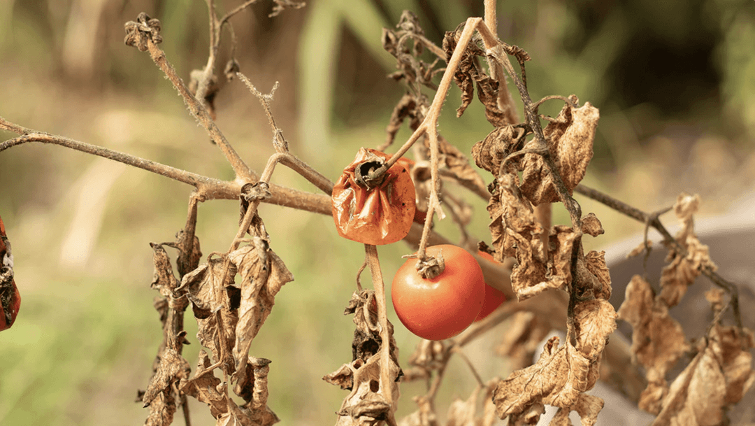 Why won't my garden grow?