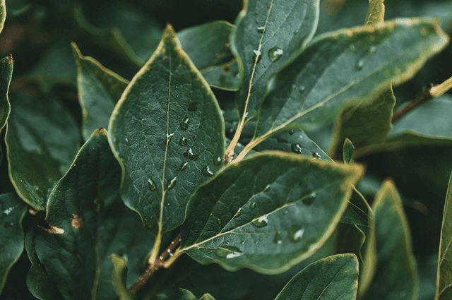 The miracle of rain