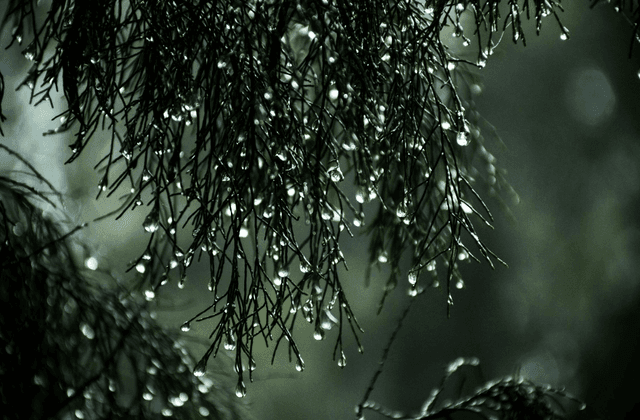 Gardening after the rain