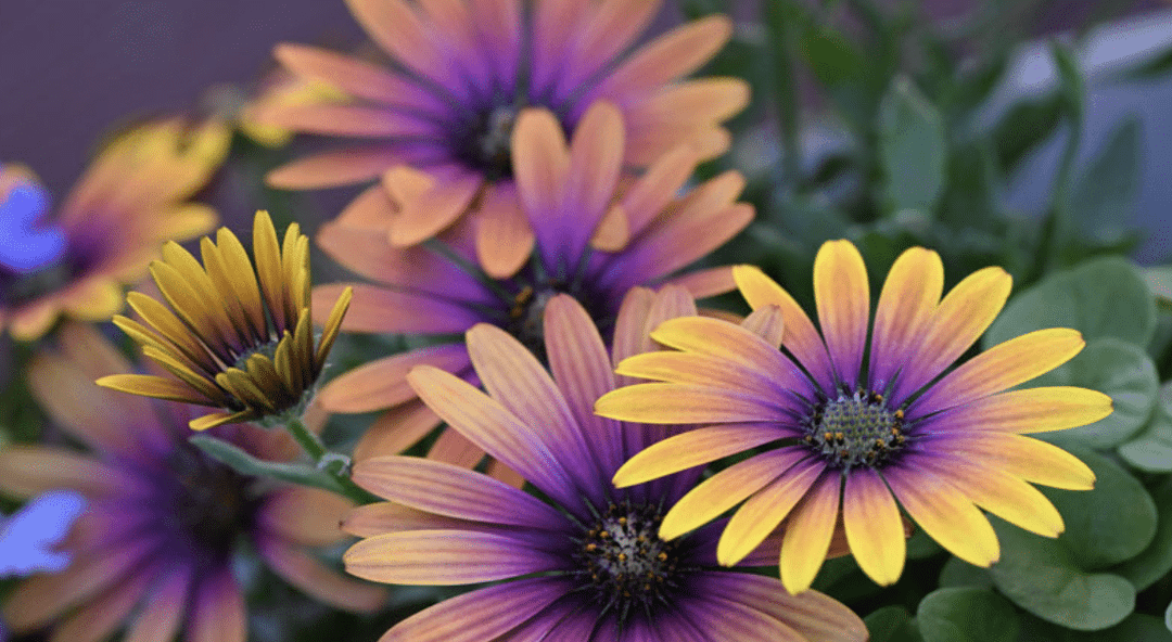 Colour your garden with Daisy bushes