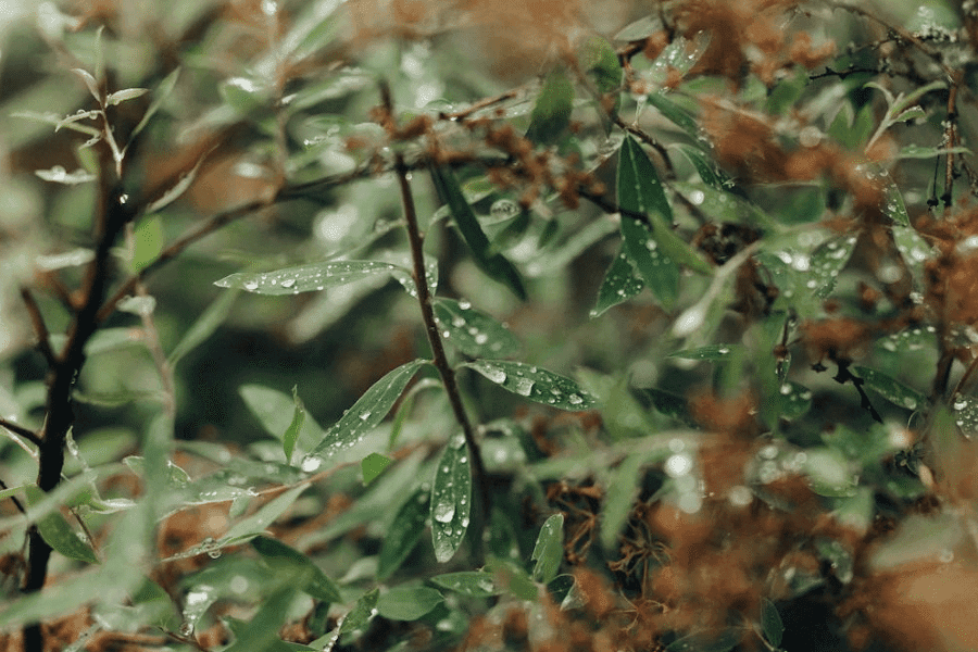 After the weekend rain