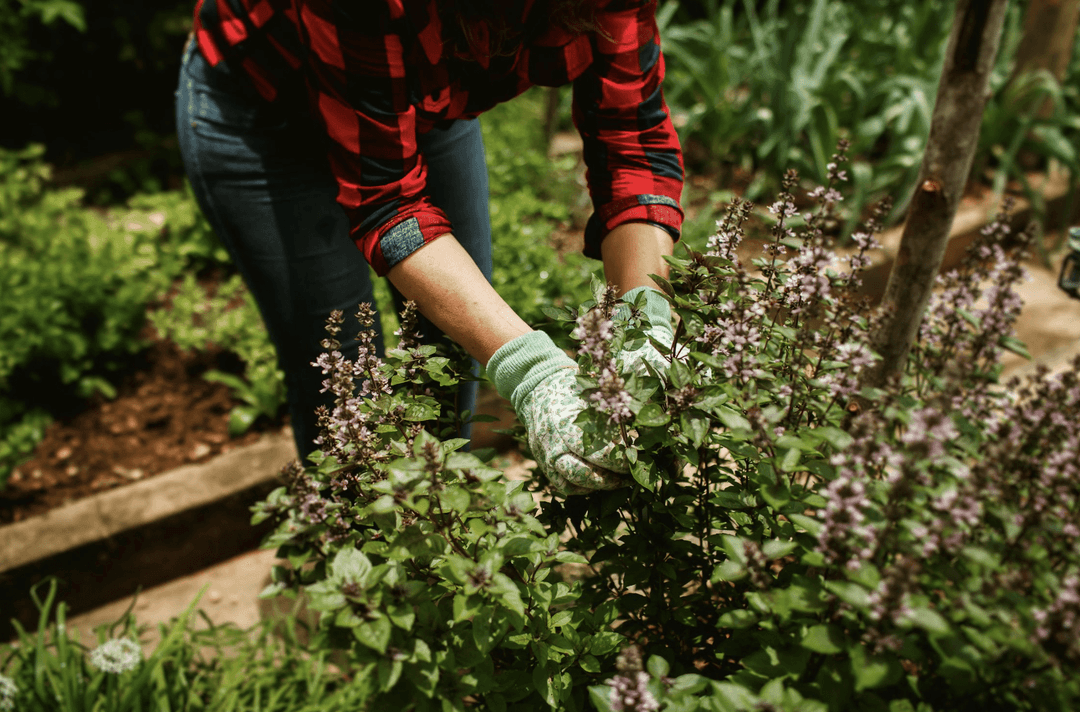 Spring pruning made easy
