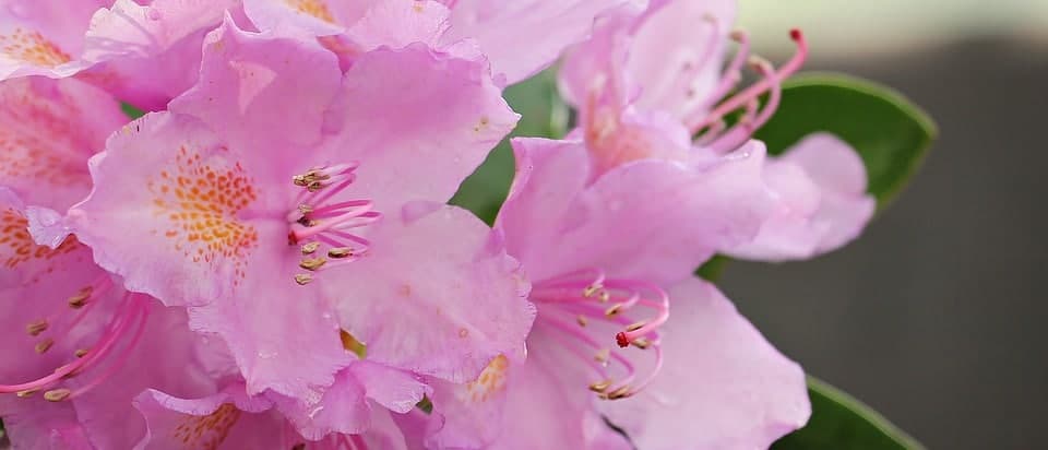 Nothing says spring like an Azalea