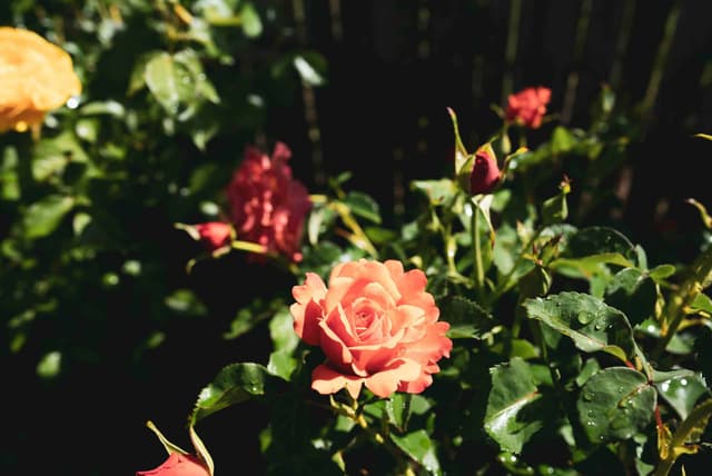 Keep your roses at their blooming best