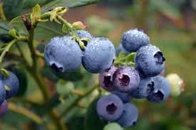 Forage for berries in your own garden