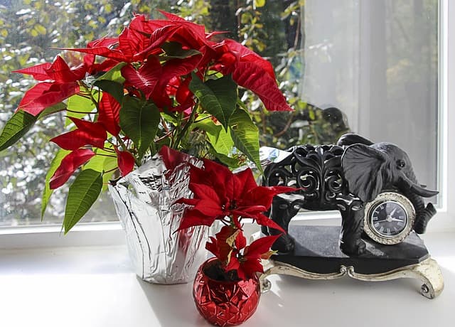 Have the Best Poinsettias this Festive Season