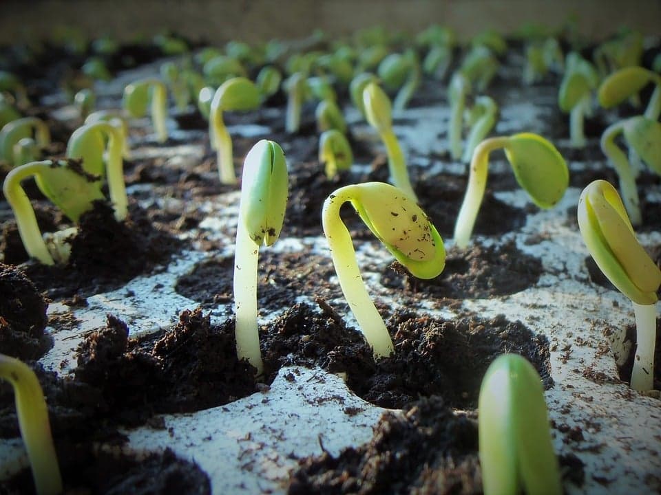 Sowing seeds in six easy steps