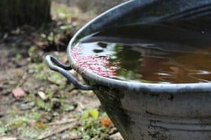 Gardening For a Greener Future
