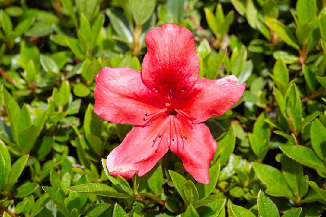 AZALEAS