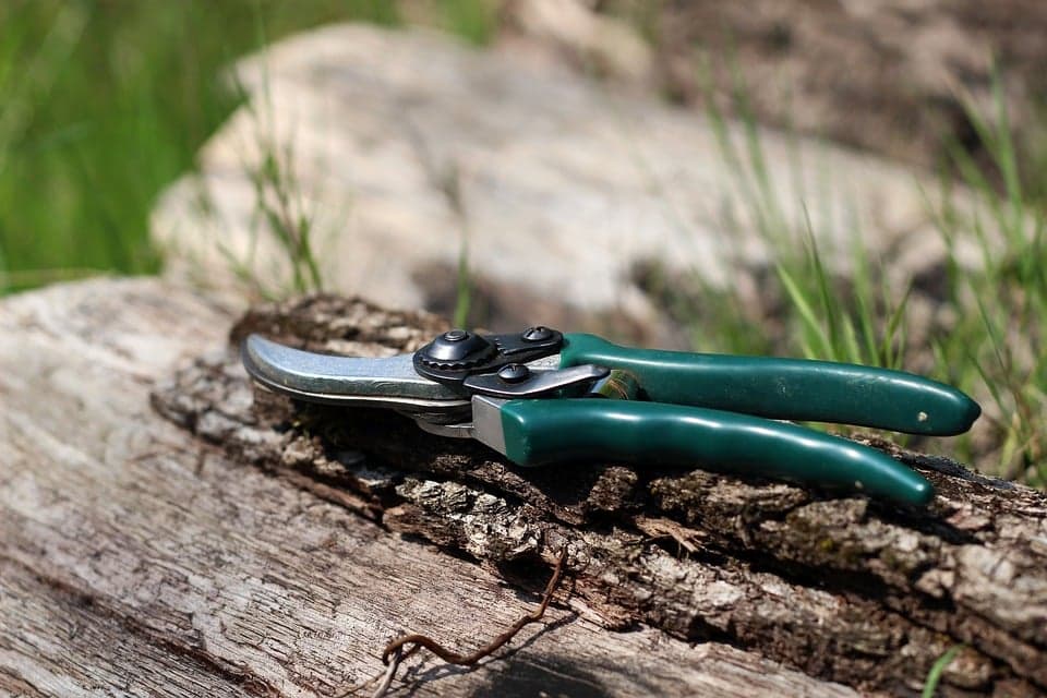 Six easy steps to prune your roses