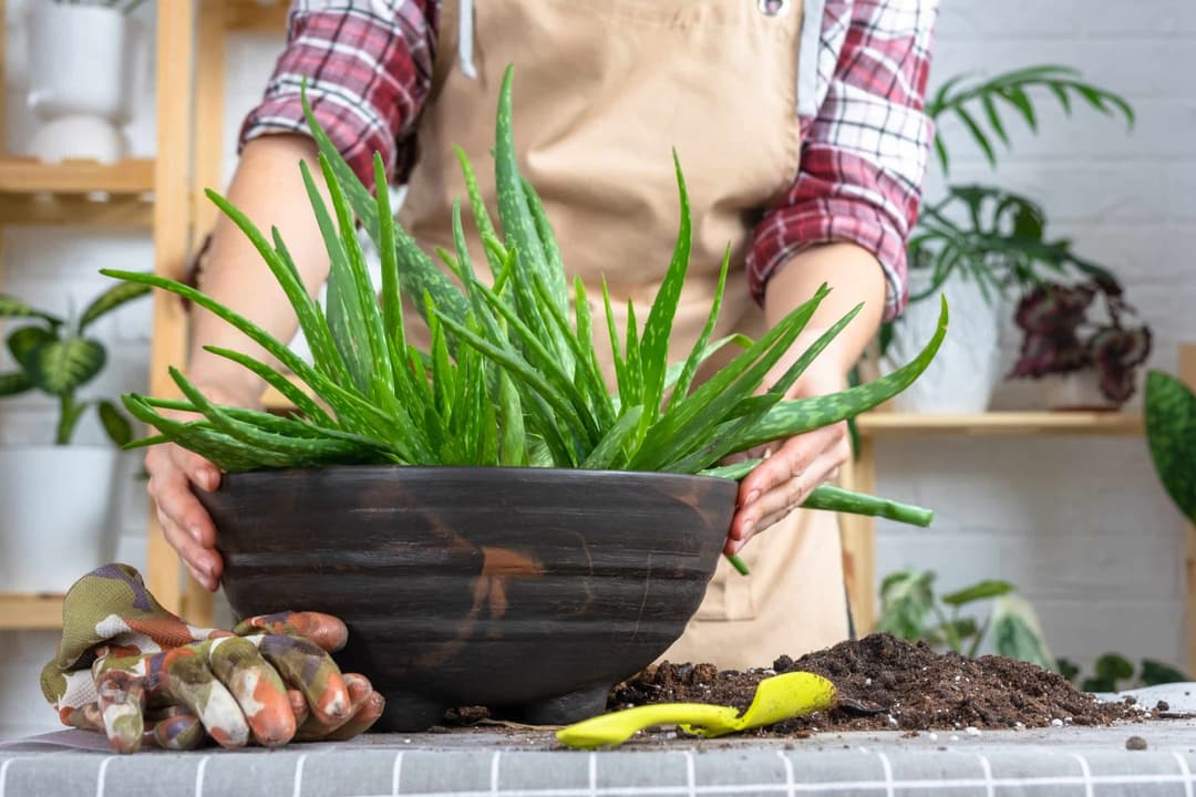 How to plant your own succulent bowl