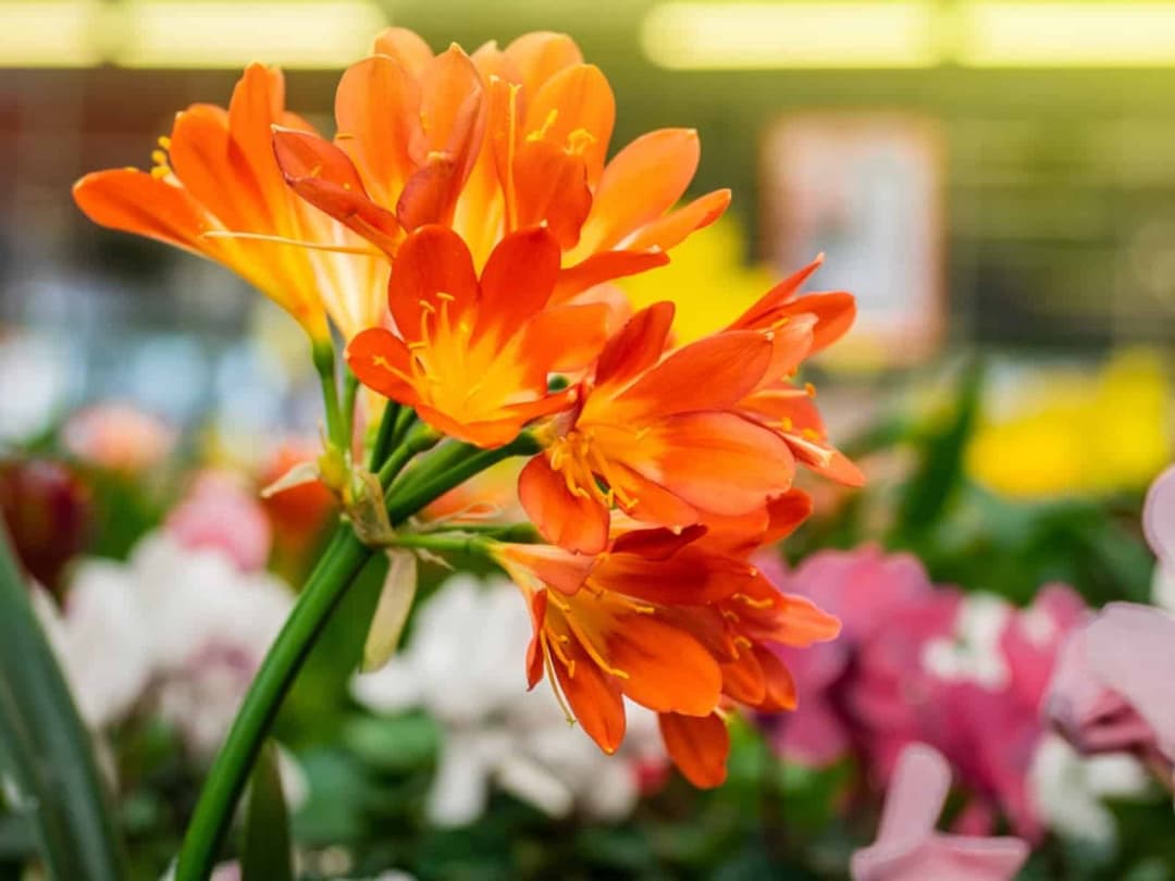 Clivias – All you need to know!